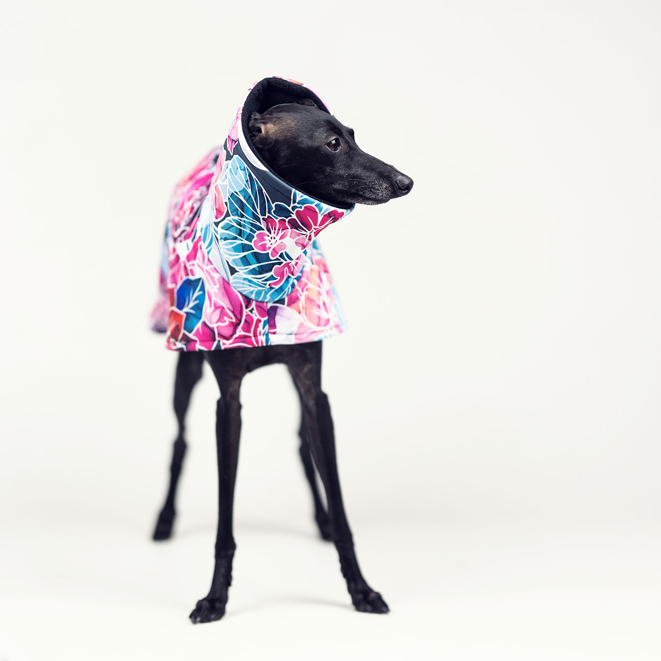 Italian greyhound BOUQUET D'ASTERS Softshell® jacket - Wear.Chartbeat image 3