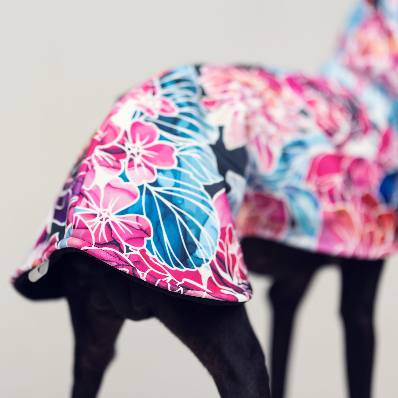 Italian greyhound BOUQUET D'ASTERS Softshell® jacket - Wear.Chartbeat image 4