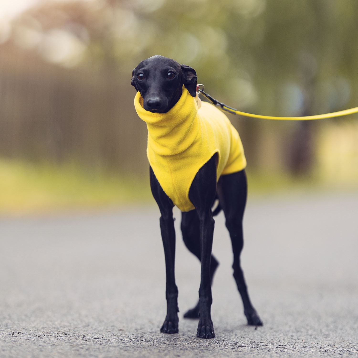 Italian greyhound clothing PINK & YELLOW FLEECE - Wear.Chartbeat image 4