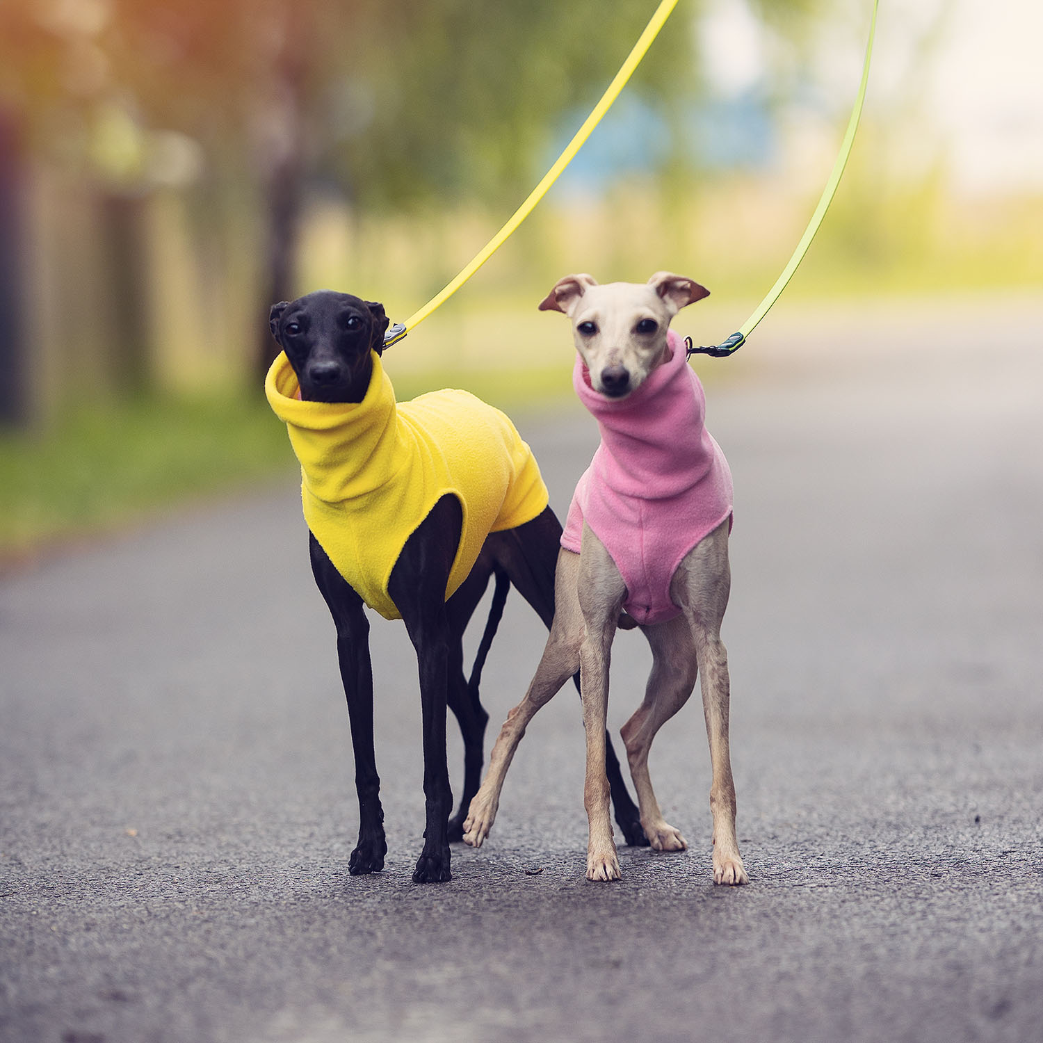 Italian greyhound clothing PINK & YELLOW FLEECE - Wear.Chartbeat image 2