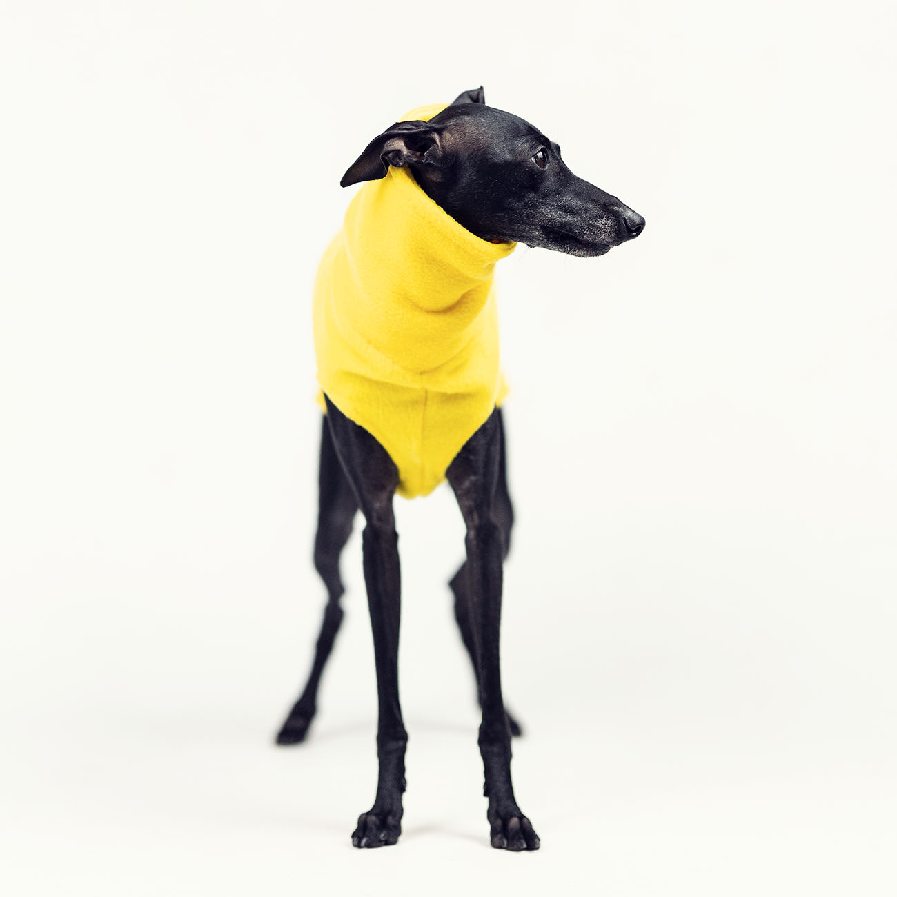 Italian greyhound clothing AUTUMN FLEECE YELLOW - Wear.Chartbeat image 3
