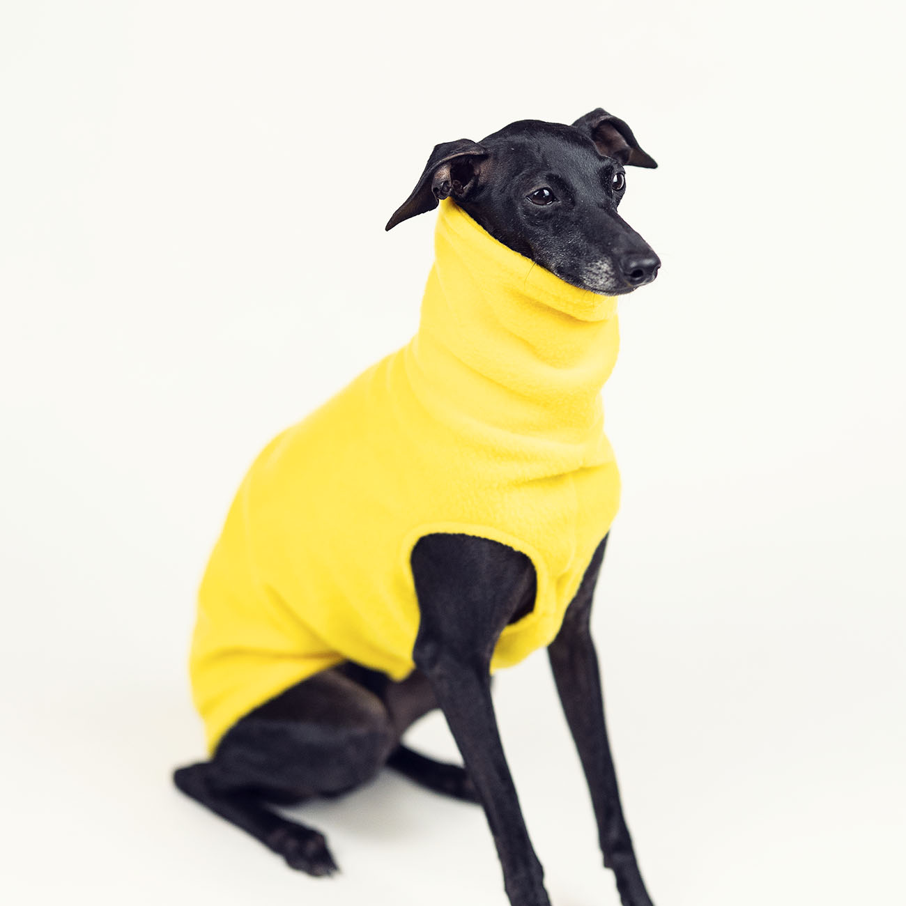 Italian greyhound clothing AUTUMN FLEECE YELLOW - Wear.Chartbeat image 4