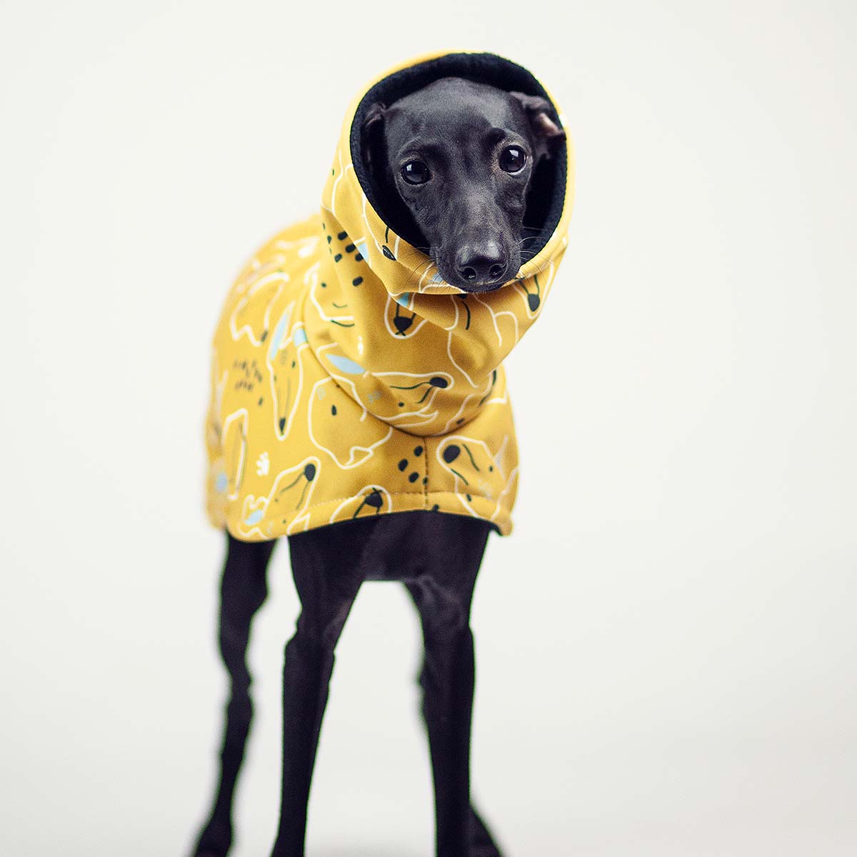 Italian greyhound SIGHTHIE YELLOW jacket - Wear.Chartbeat image 3
