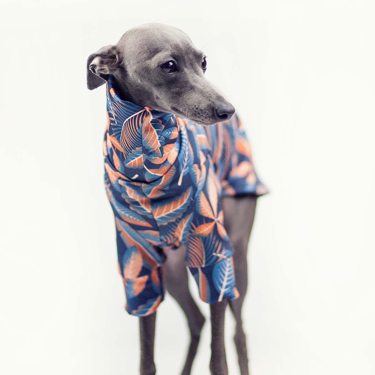 Italian greyhound clothing GINGER FALL blouse - Wear.Chartbeat image 3