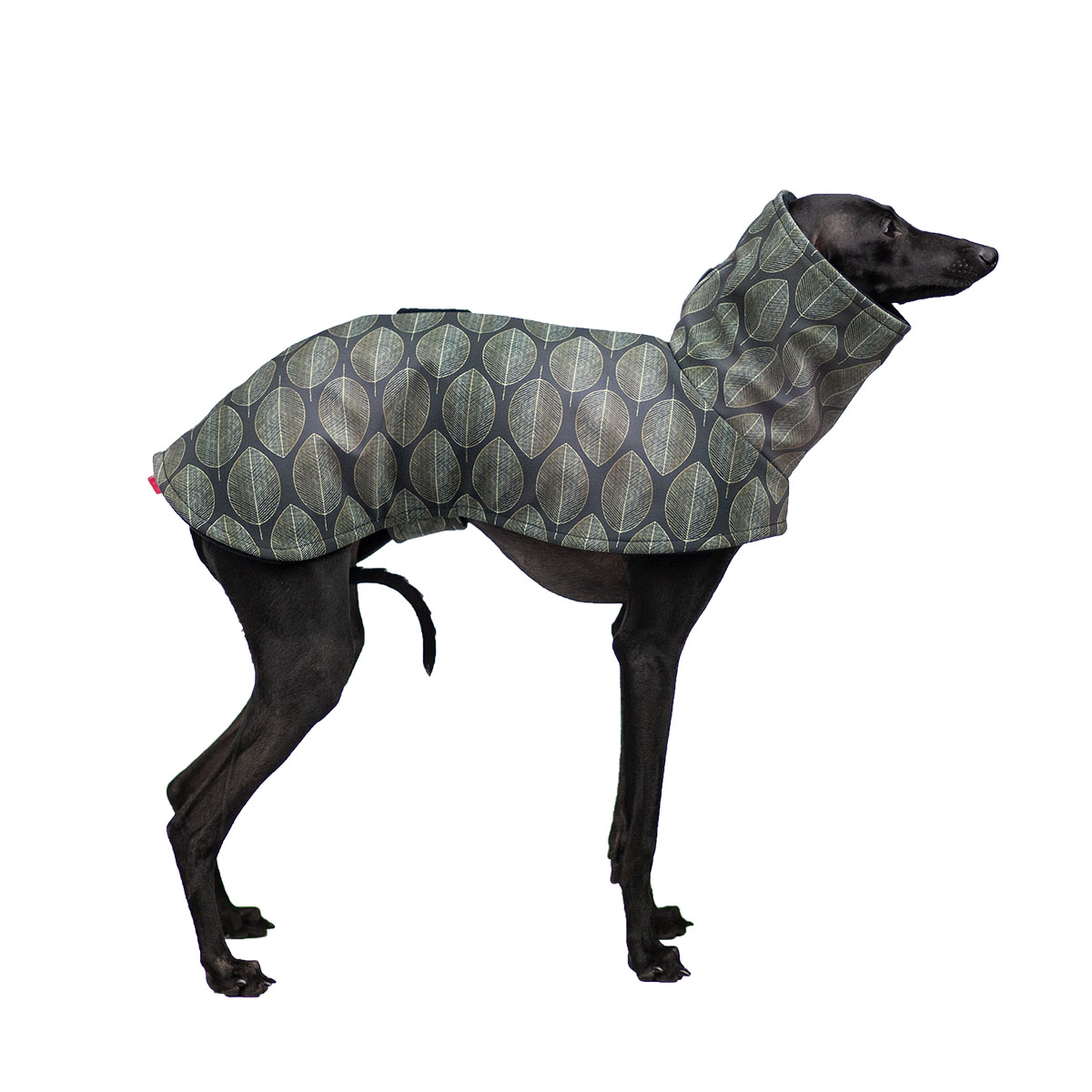 Italian greyhound GREENISH STYLE jacket - Wear.Chartbeat image 2