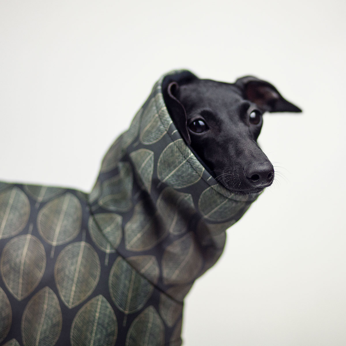 Italian greyhound GREENISH STYLE jacket - Wear.Chartbeat image 3