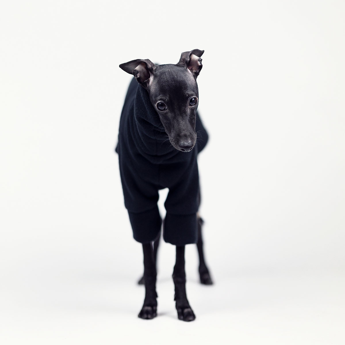 Italian greyhound clothing BLACK FLEECE REVOLUTION - Wear.Chartbeat image 3
