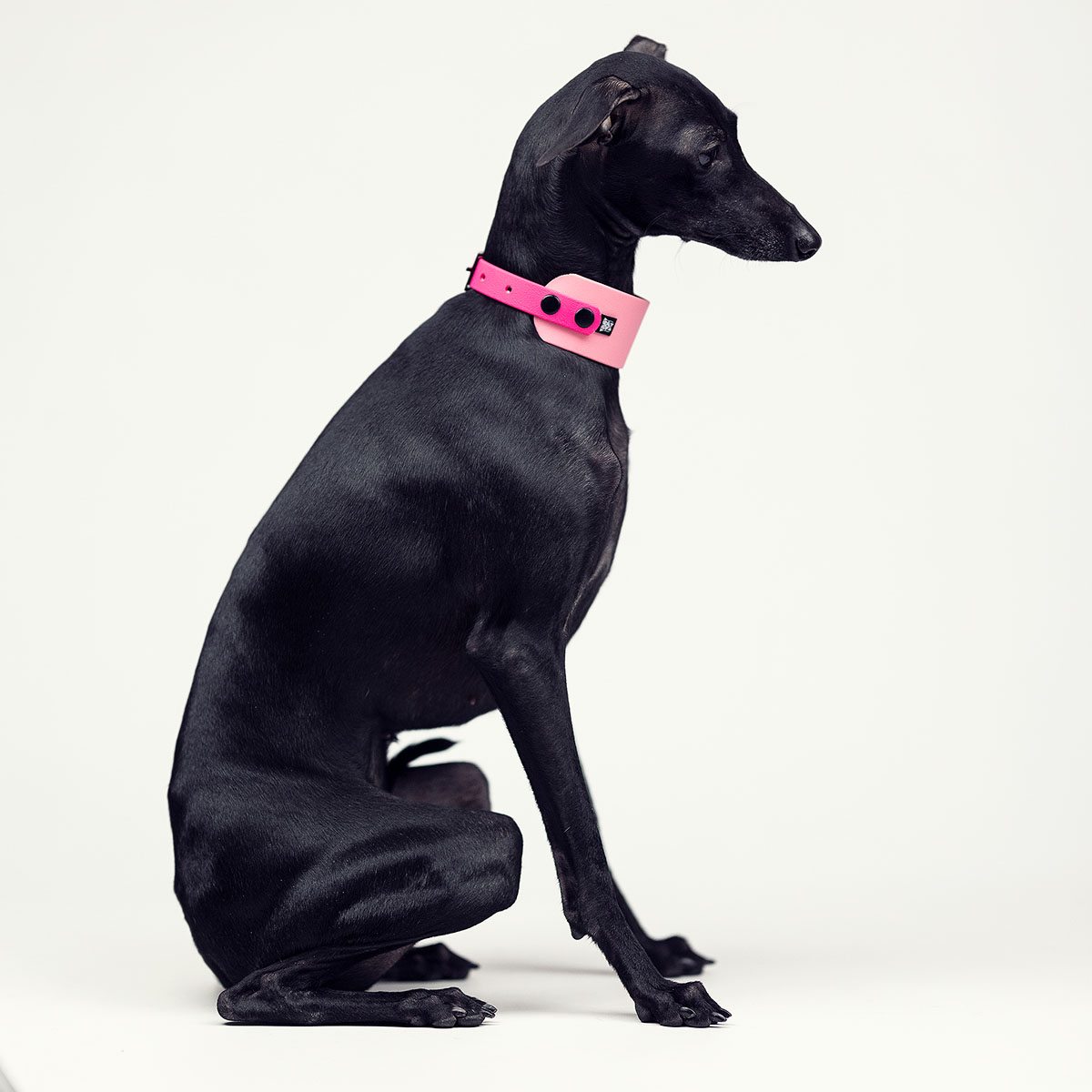 Italian greyhound collar Blushing BioThane® - ACC image 1
