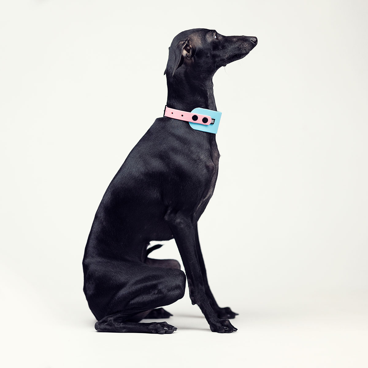 Italian greyhound collar Skyish BioThane® - ACC image 1