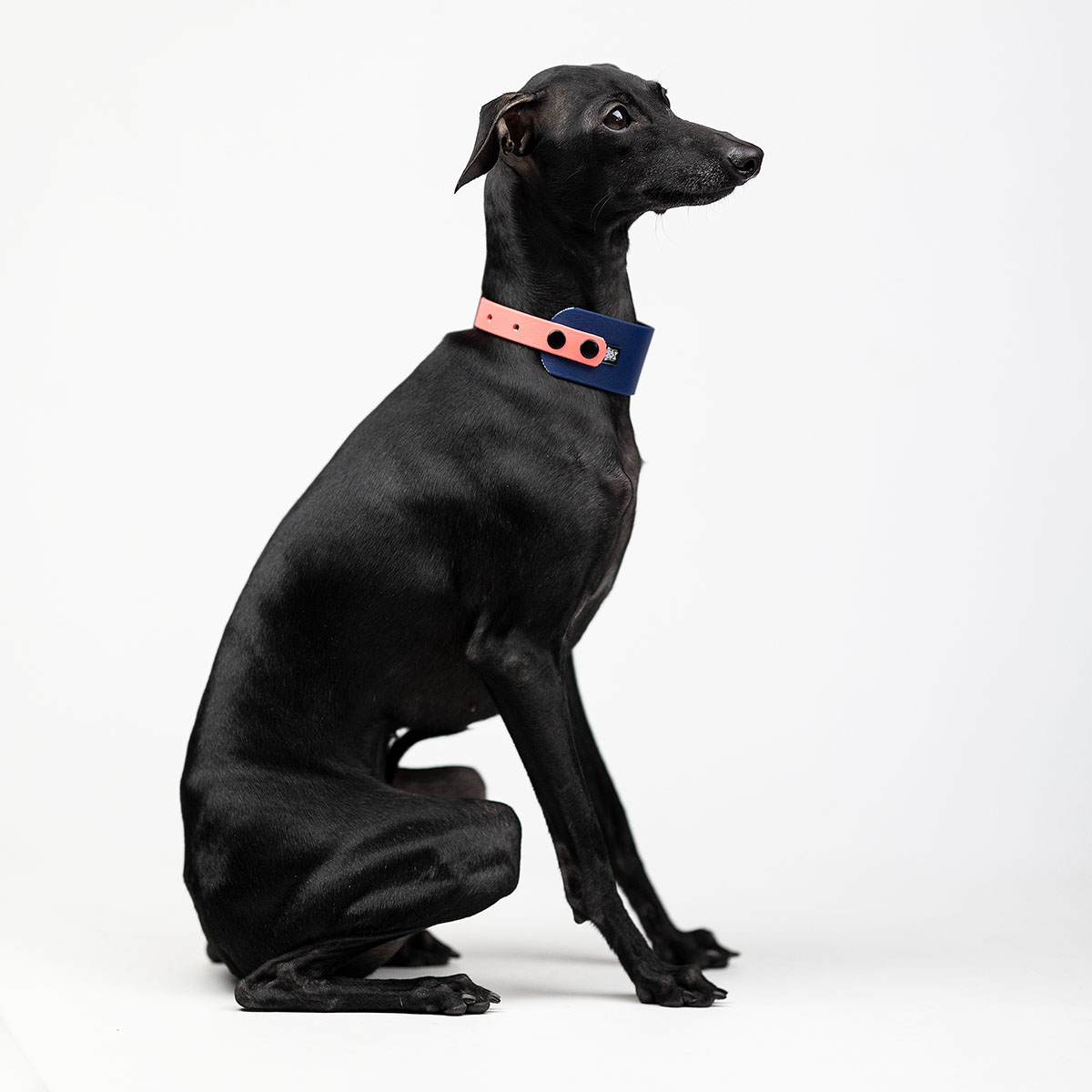 Italian greyhound collar Navy Peach BioThane® - ACC image 1