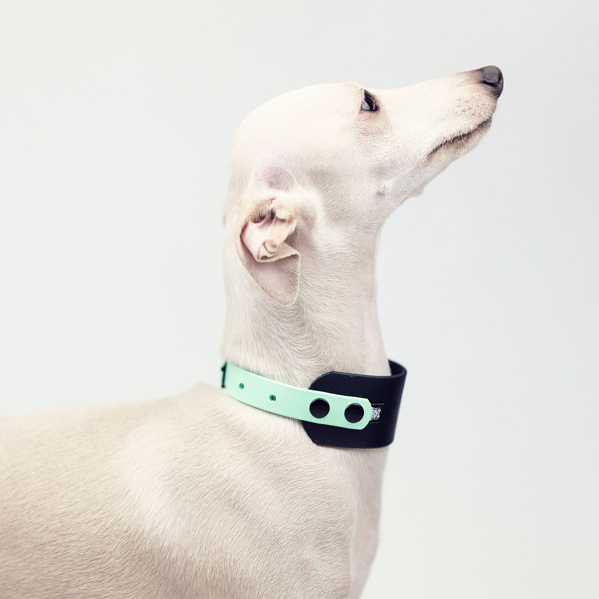 Italian greyhound collar Mint BioThane® - ACC image 2