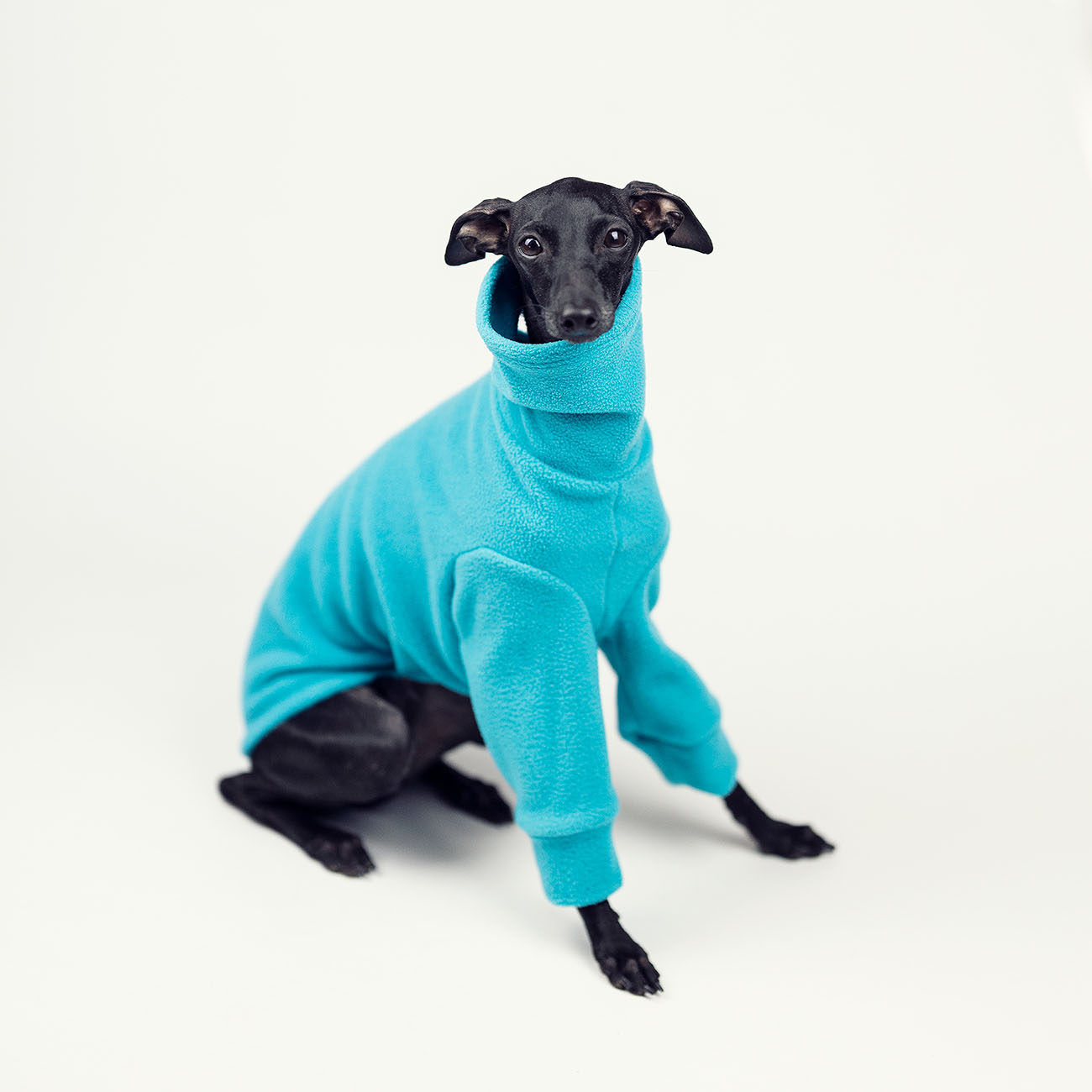 Italian greyhound clothing COLOR FLEECE REVOLUTION - Wear.Chartbeat image 4