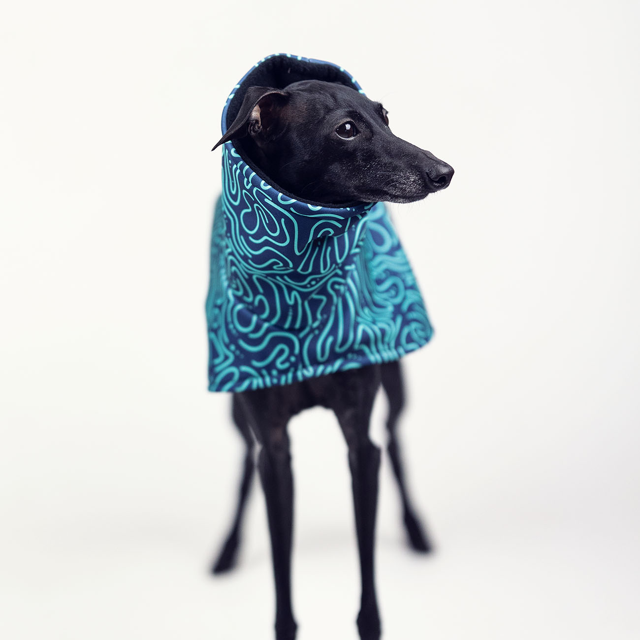 Italian greyhound FLUO DOODLE Softshell® jacket - Wear.Chartbeat image 3