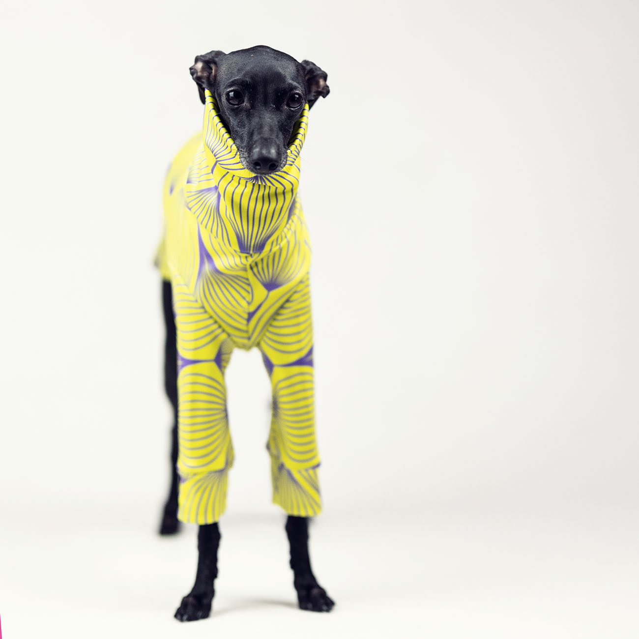 Italian greyhound clothing SOUR FLOSS - Wear.Chartbeat image 3