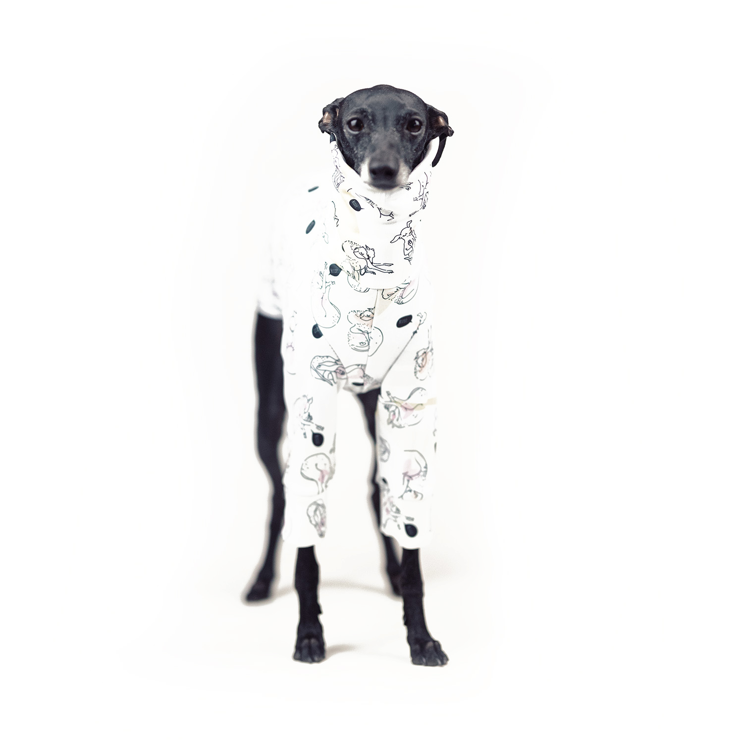 Italian greyhound clothing SLEEPIG Stretchmax® blouse - Wear.Chartbeat image 3