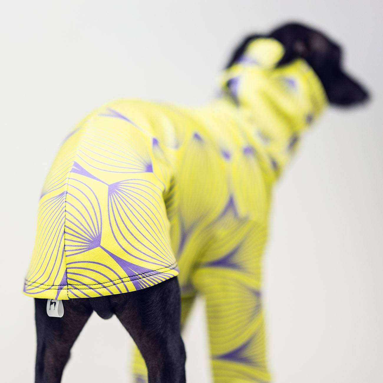 Italian greyhound clothing SOUR FLOSS - Wear.Chartbeat image 4