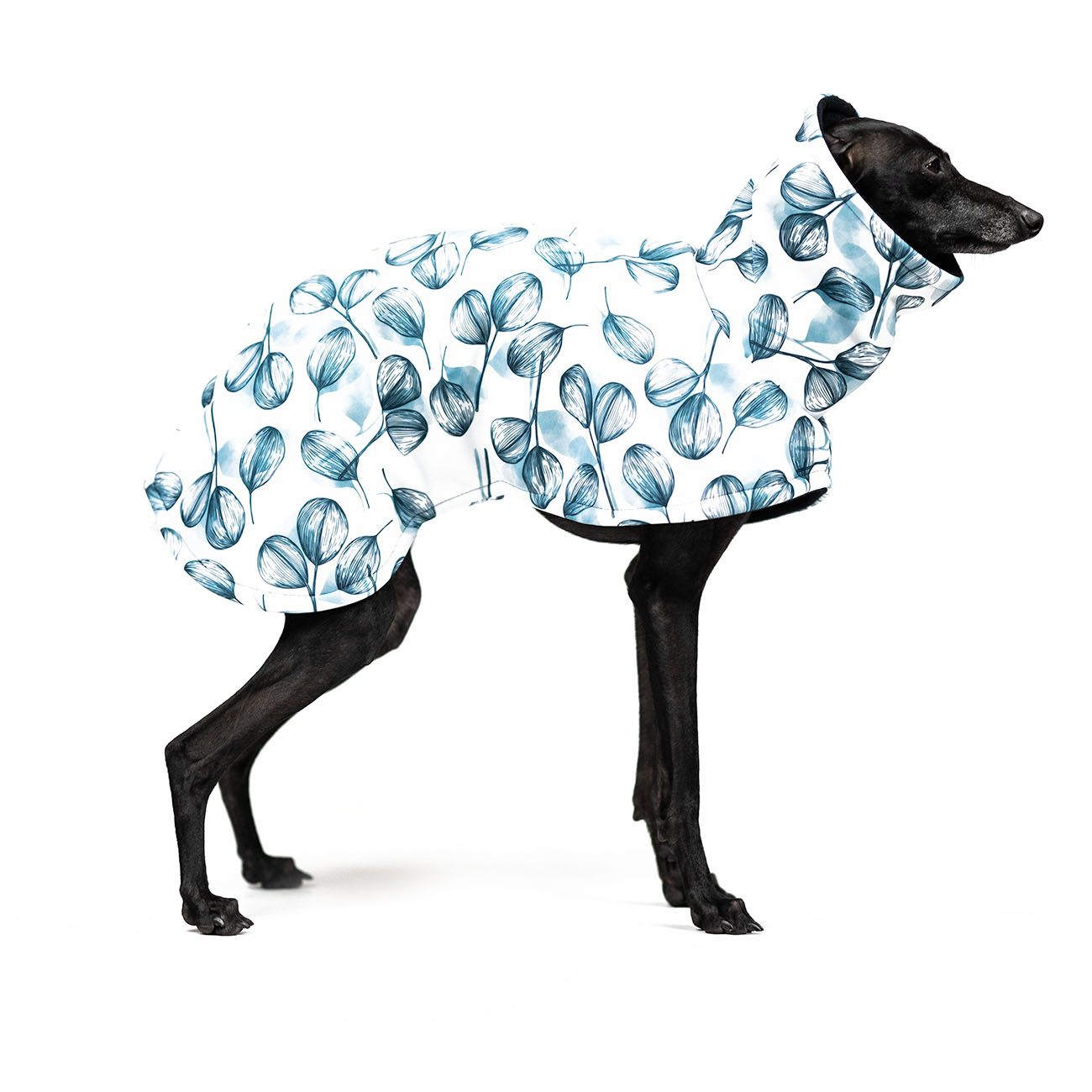 Italian greyhound PETALS Softshell® jacket - Wear.Chartbeat image 2