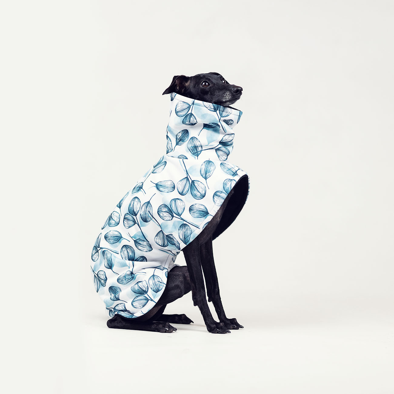 Italian greyhound PETALS Softshell® jacket - Wear.Chartbeat image 4