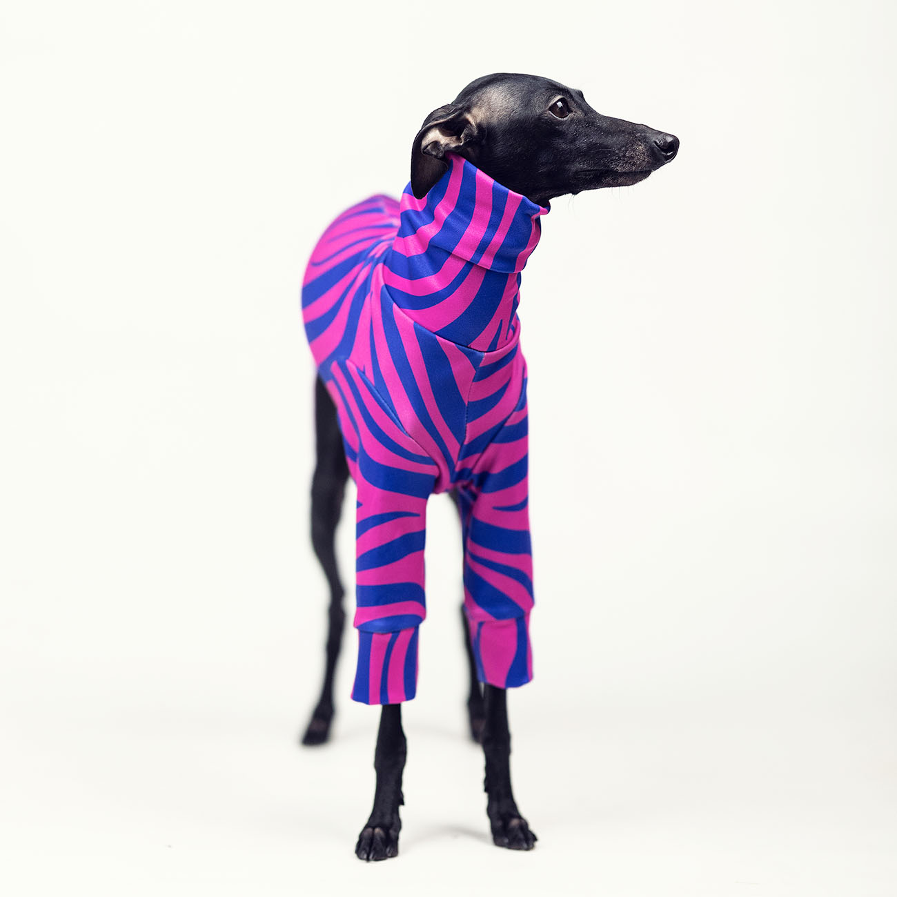 Italian greyhound clothing ZEBRA blouse - Wear.Chartbeat image 3