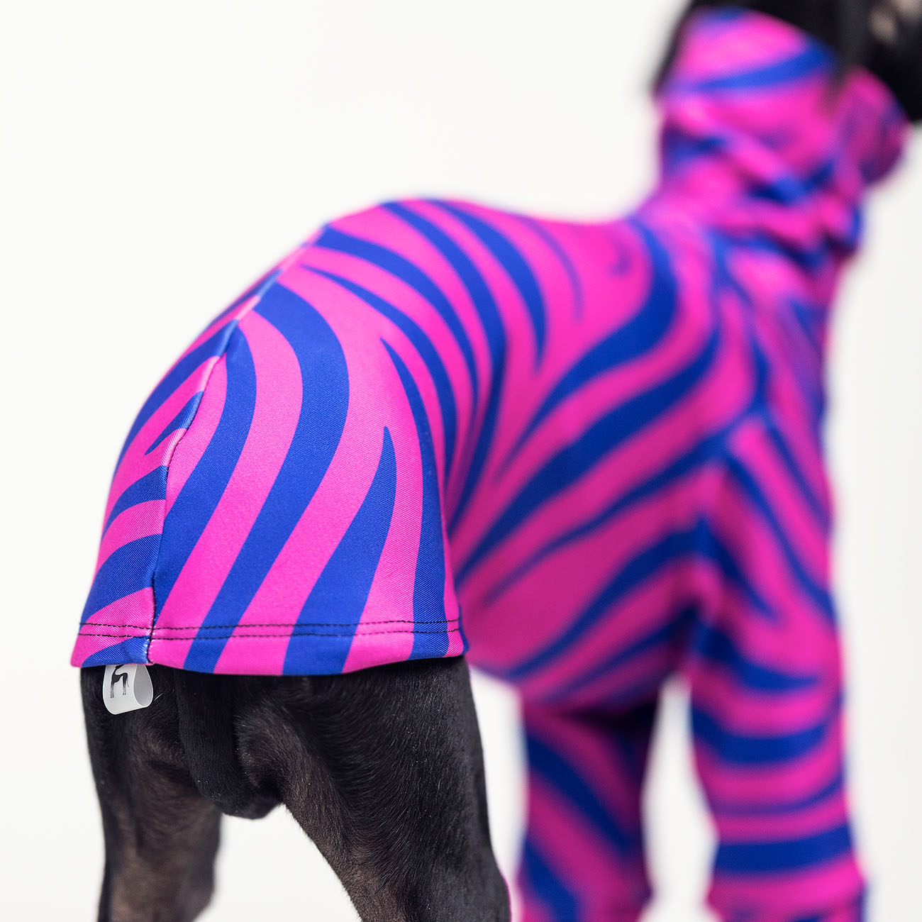 Italian greyhound clothing ZEBRA blouse - Wear.Chartbeat image 4