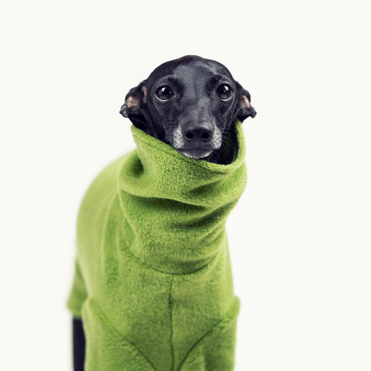 Italian greyhound clothing OLIVE FLEECE REVOLUTION - Wear.Chartbeat image 4