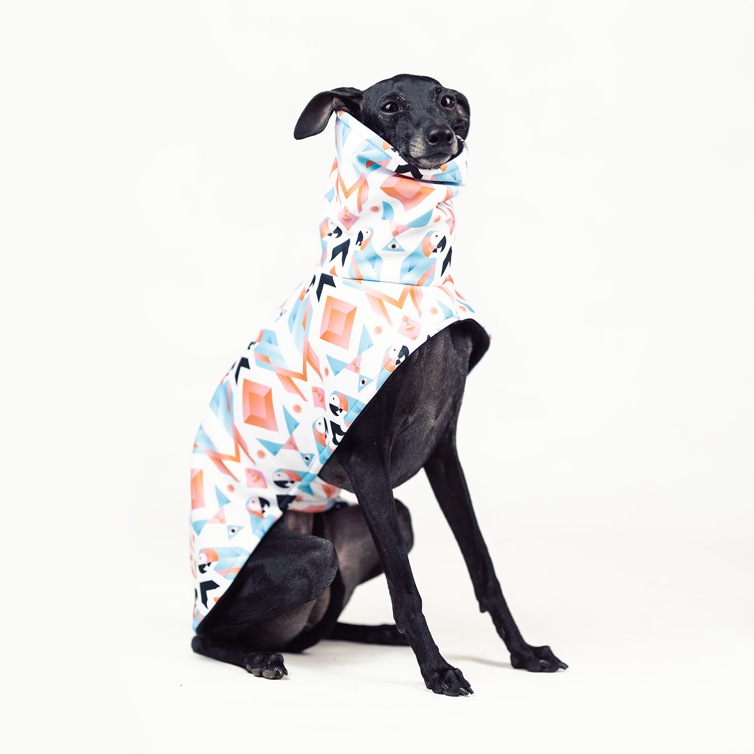 Italian greyhound PARROT Softshell® jacket - Wear.Chartbeat image 3