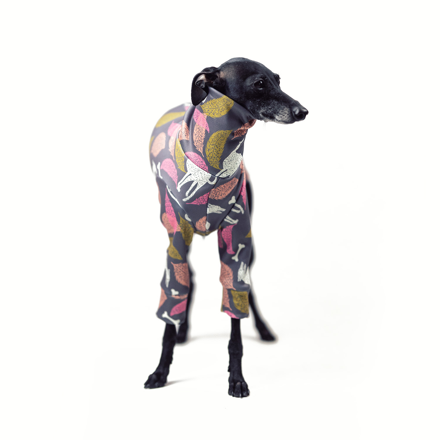 Italian greyhound clothing GOLDEN HOUND Stretchmax® blouse - Wear.Chartbeat image 3