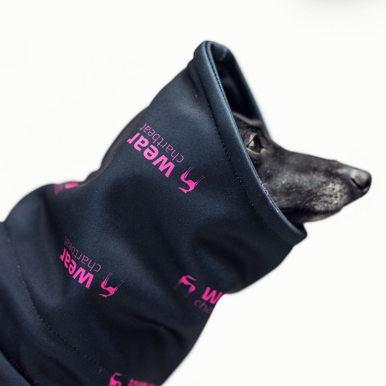 Jumpsuit for italian greyhound CHARTBICIAGA Softshell® - Wear.Chartbeat image 3