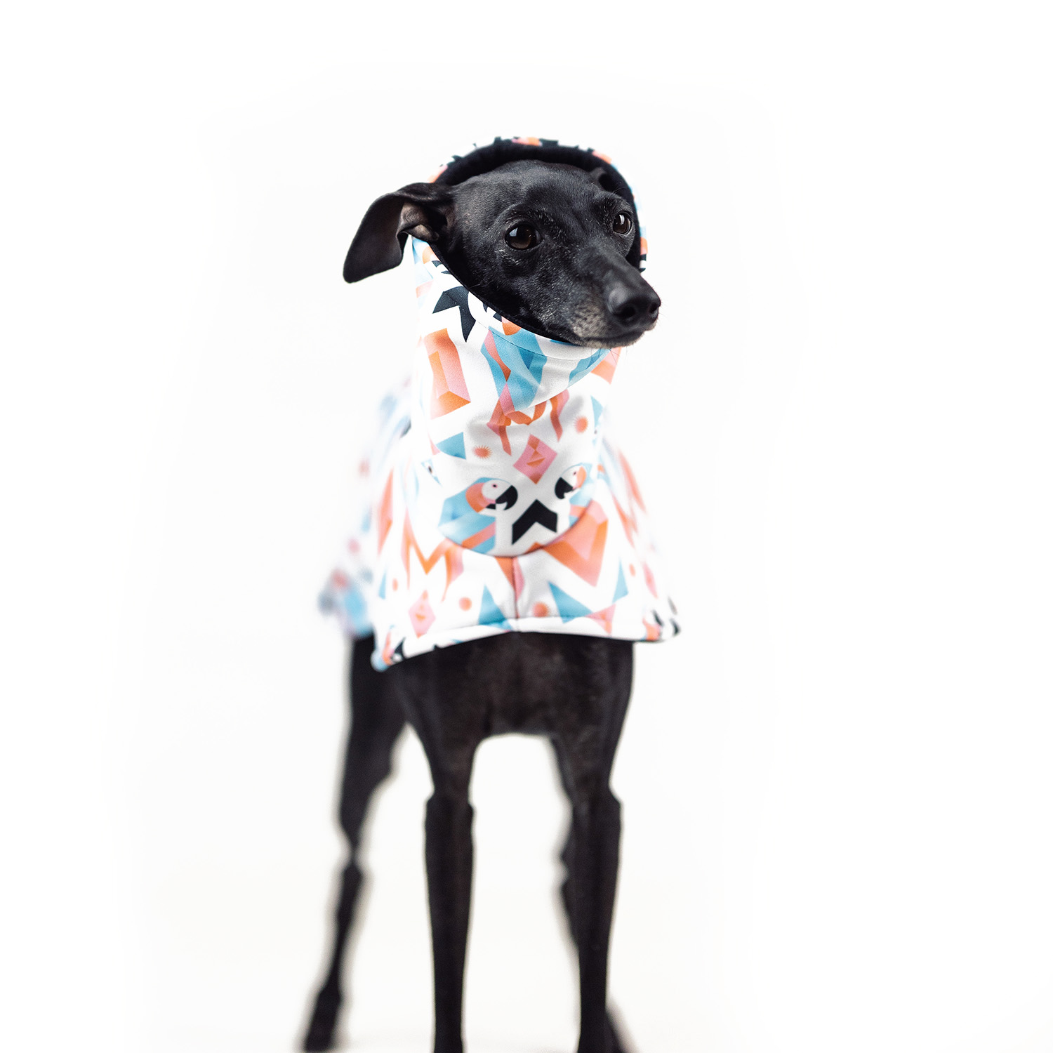 Italian greyhound PARROT Softshell® jacket - Wear.Chartbeat image 2