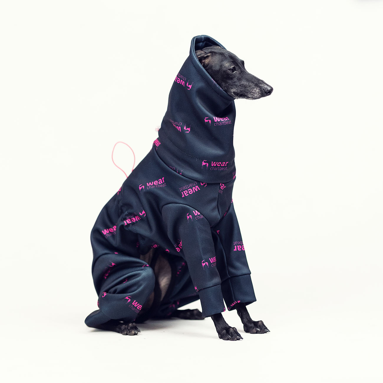 Jumpsuit for italian greyhound CHARTBICIAGA Softshell® - Wear.Chartbeat image 4