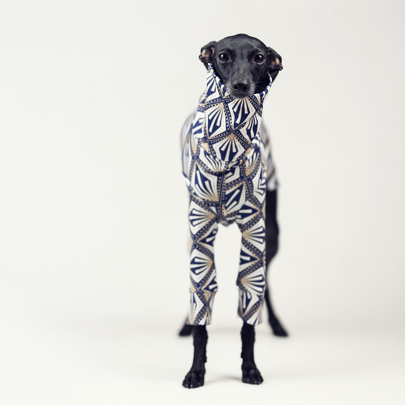 Italian greyhound clothing JUST DIAMOND - Wear.Chartbeat image 3