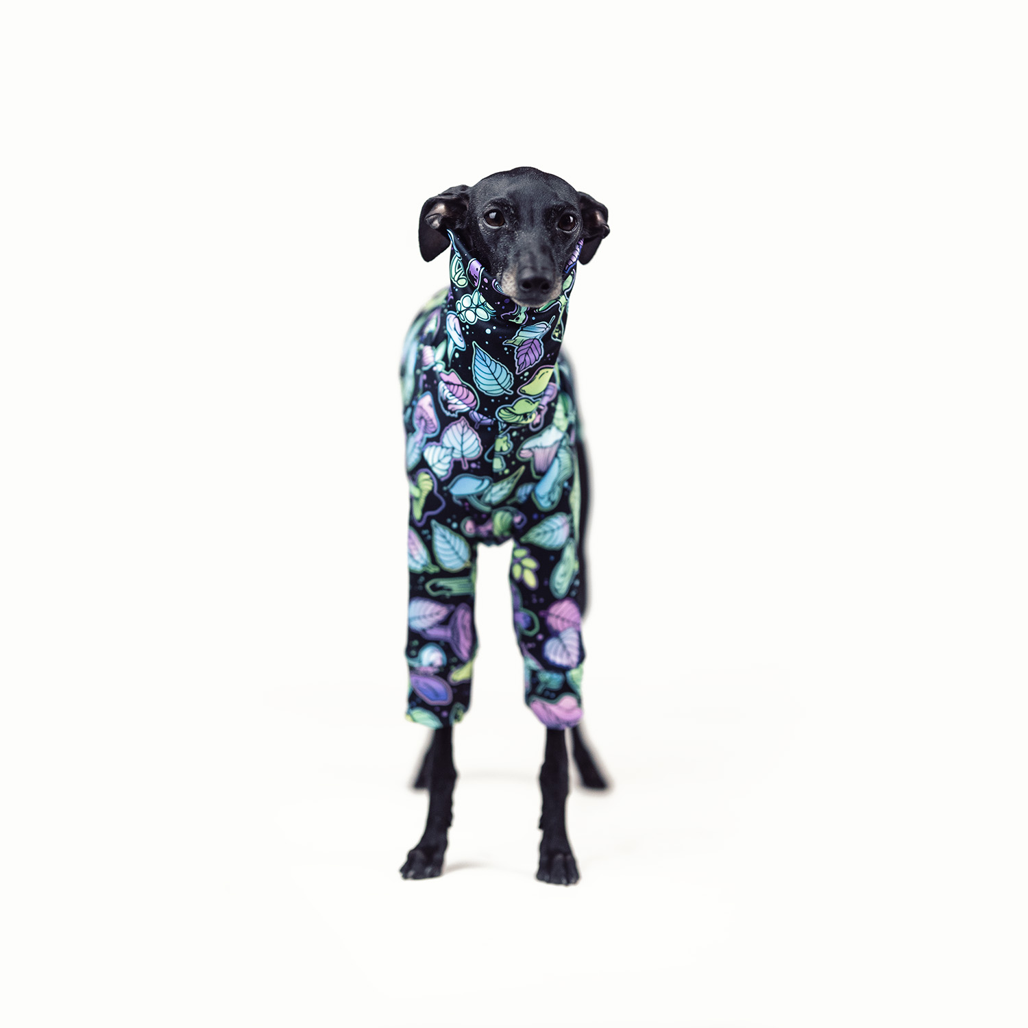 Italian greyhound clothing PSILOCYBIN Stretchmax® blouse - Wear.Chartbeat image 2
