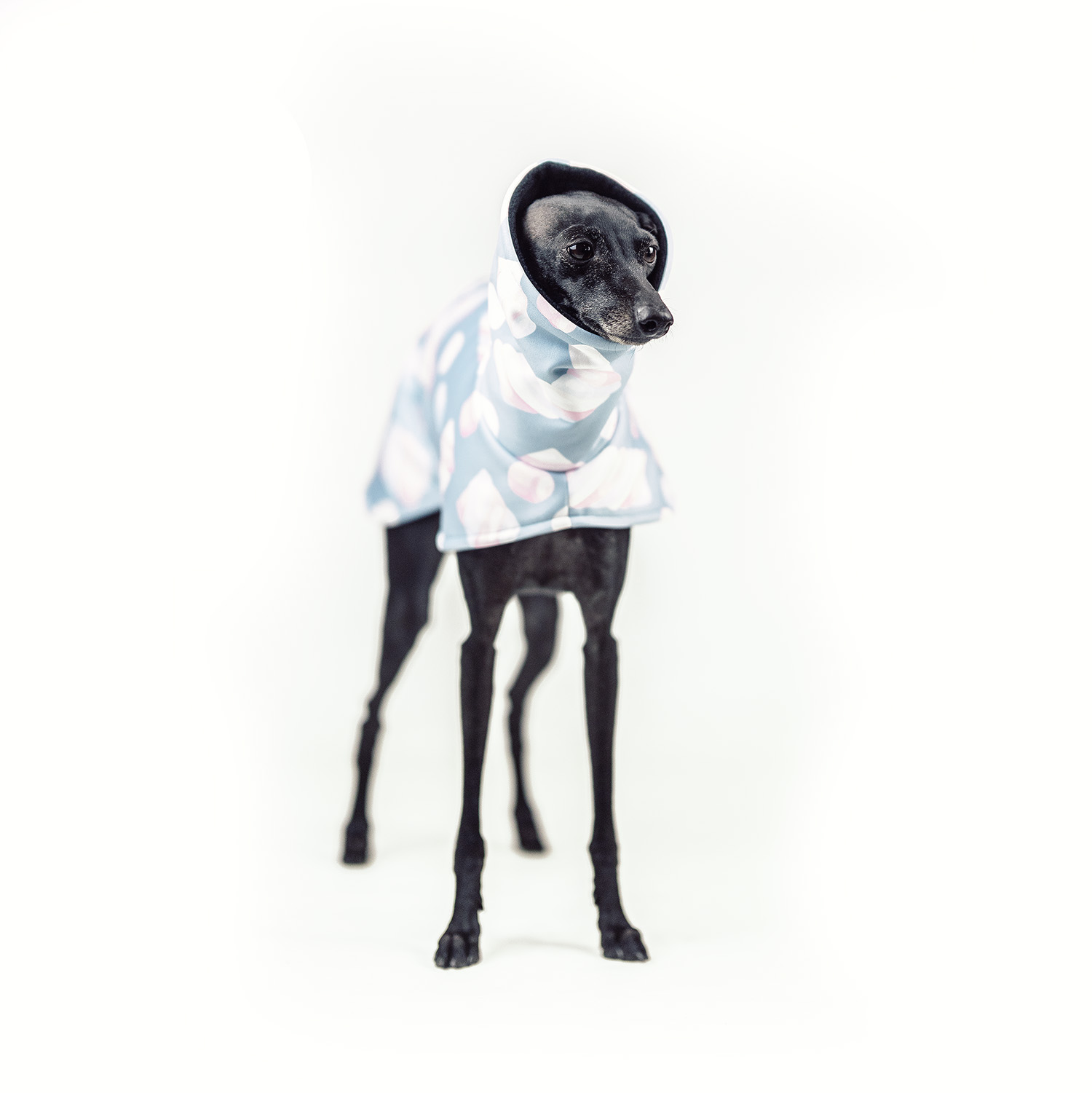 Italian greyhoundMARSHMALLOW Softshell® jacket - Wear.Chartbeat image 3