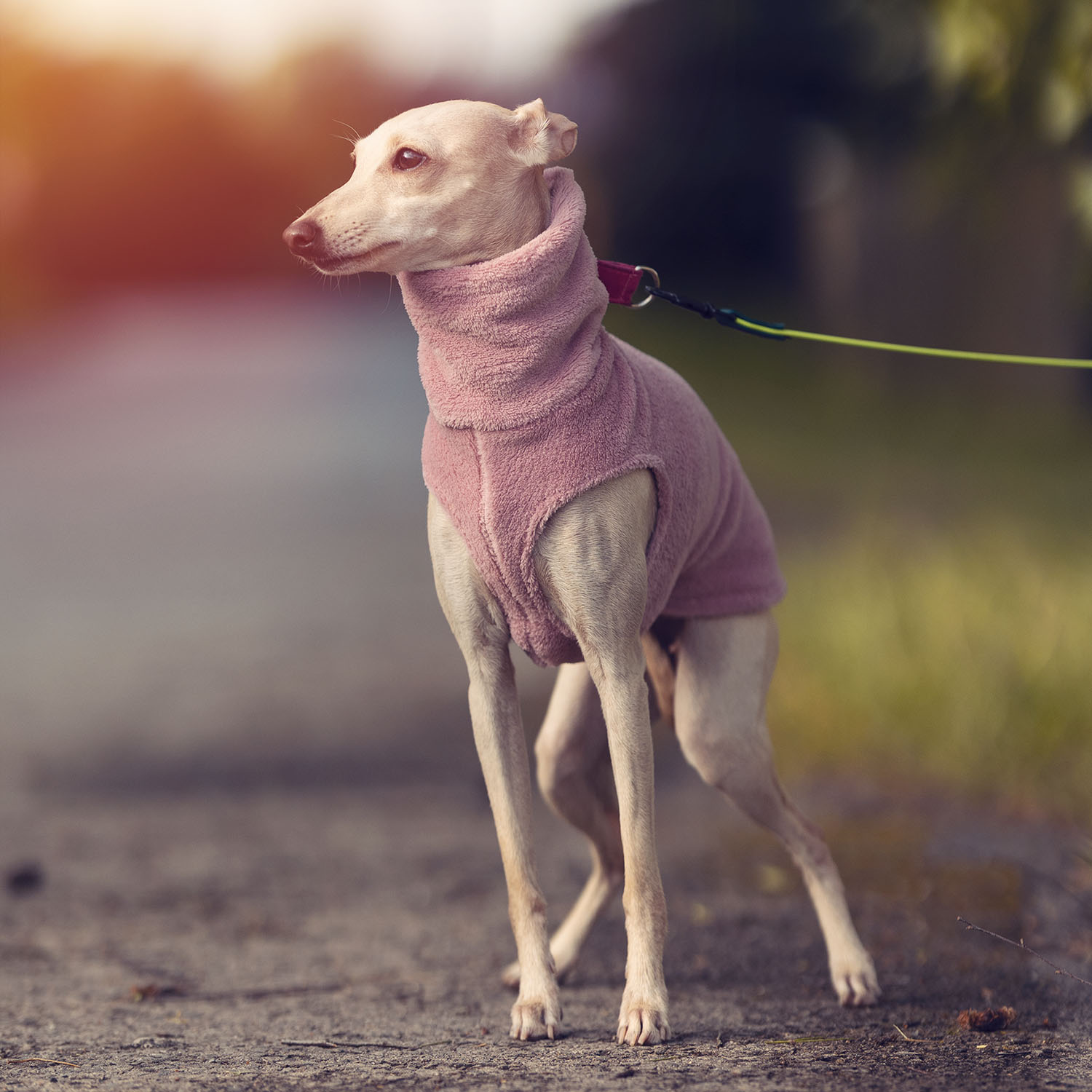 Italian greyhound clothing FLUFFY PINK - Wear.Chartbeat image 3