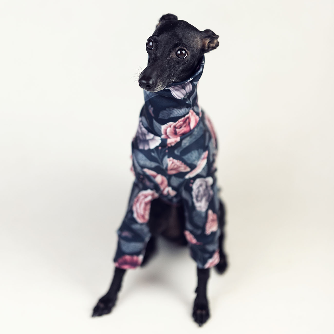 Italian greyhound clothing ROSE PASTEL - Wear.Chartbeat image 3