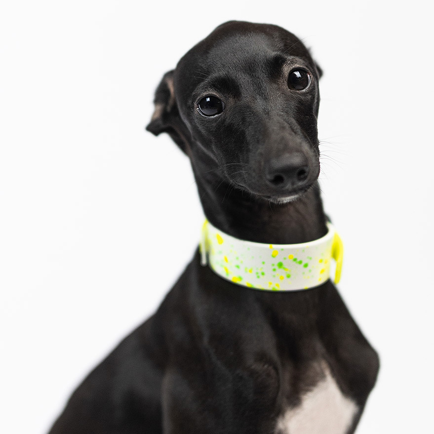 Italian greyhound collar EYESH Canvas White Neon Yellow - EYESH -for dog walks- image 2