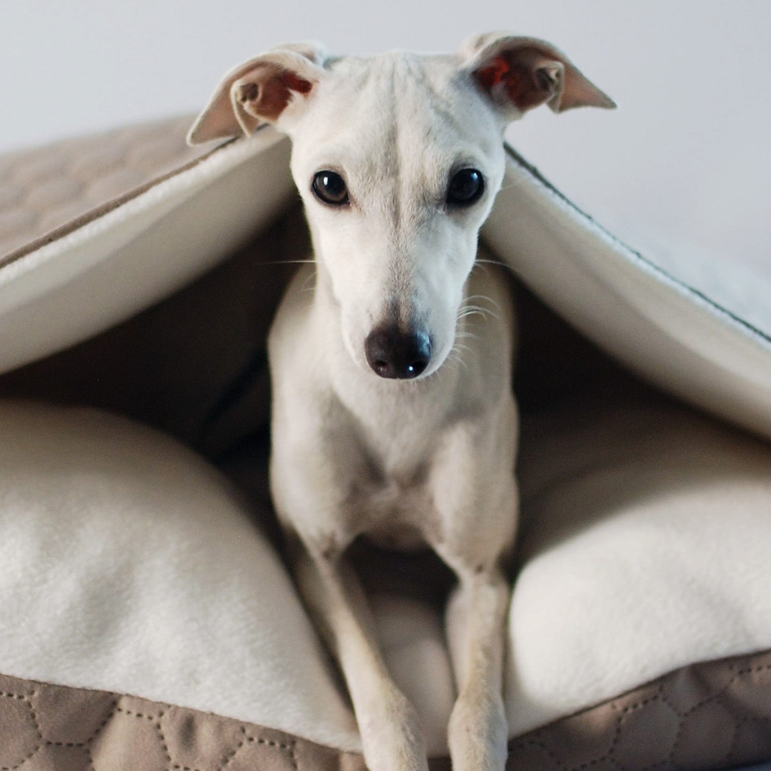 Iitalian greyhound bed Vanilla Soft - Sangue Azzurro image 3