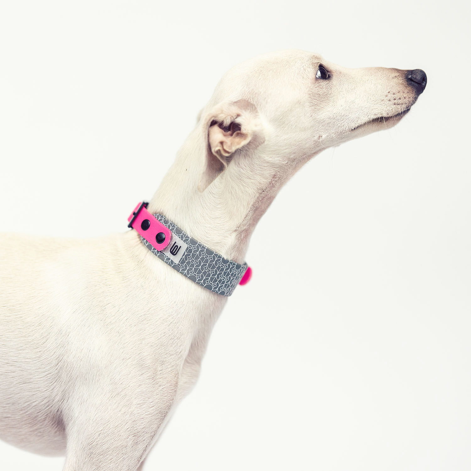 Italian greyhound collar EYESH Mosaic Grey Neon Pink - EYESH -for dog walks- image 2