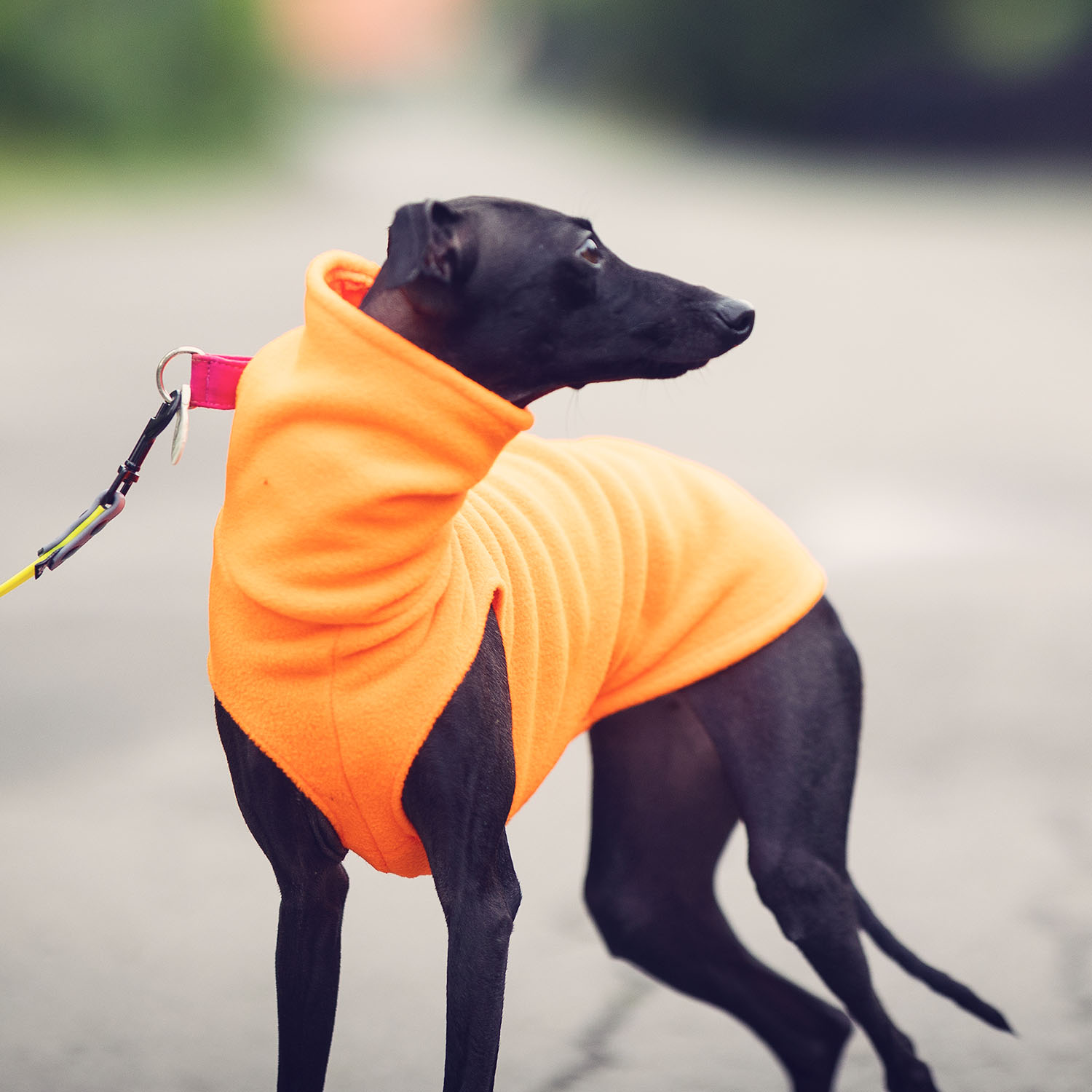 Italian greyhound clothing FLUO FLEECE - Wear.Chartbeat image 4