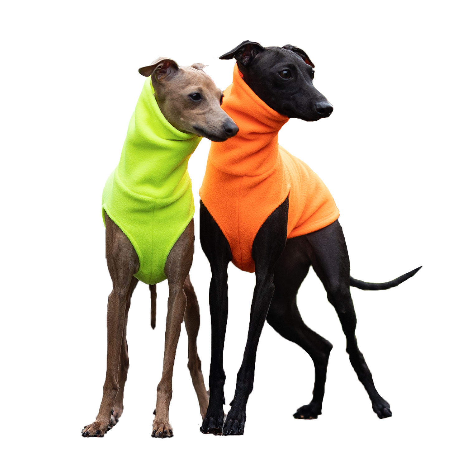 Italian greyhound clothing FLUO FLEECE - Wear.Chartbeat image 1
