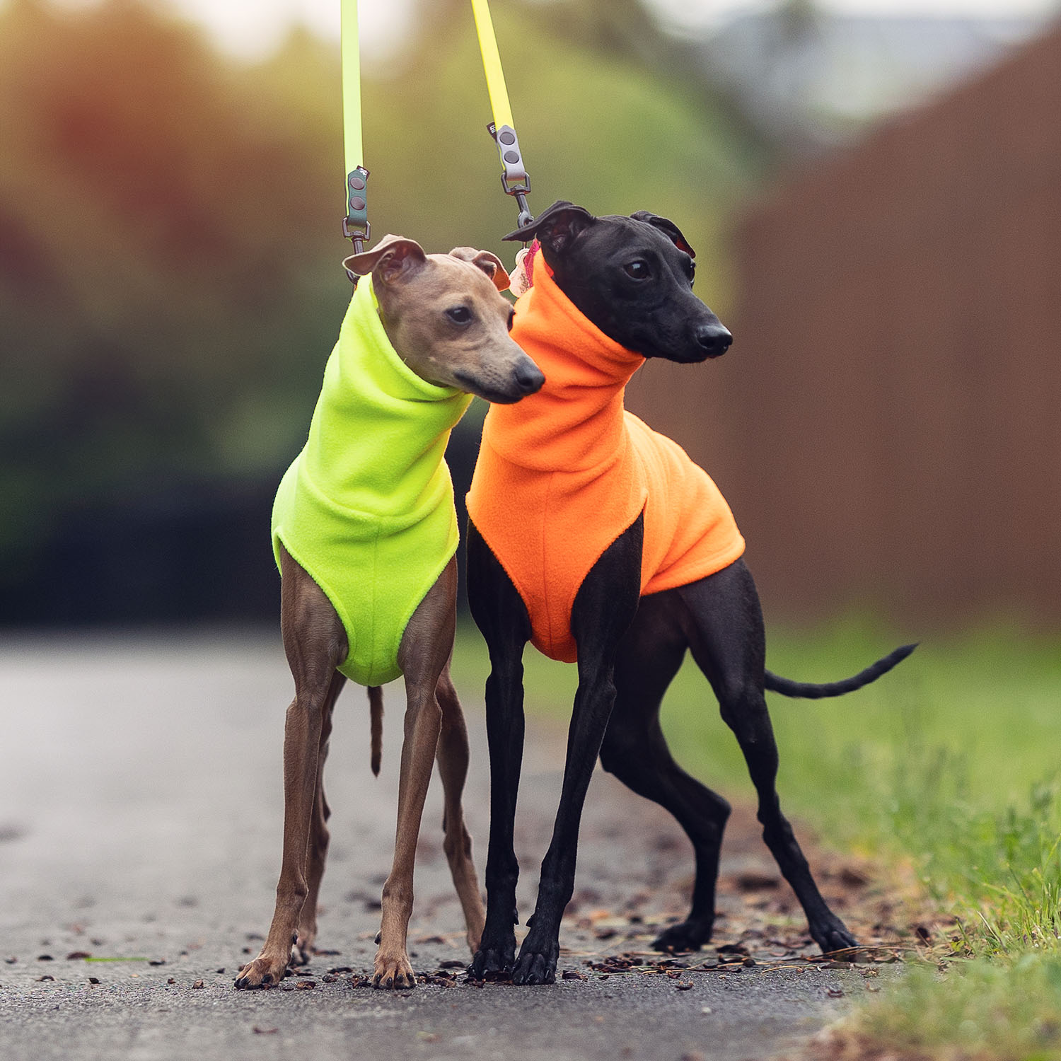Italian greyhound clothing FLUO FLEECE - Wear.Chartbeat image 3