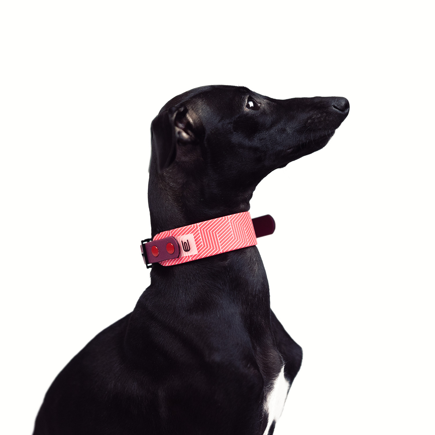 Italian greyhound collar EYESH Box Red Vine - EYESH -for dog walks- image 2
