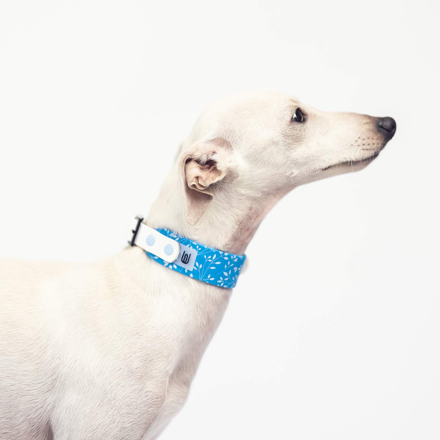 Italian greyhound collar EYESH EYESH Twig Blue White - EYESH -for dog walks- image 2