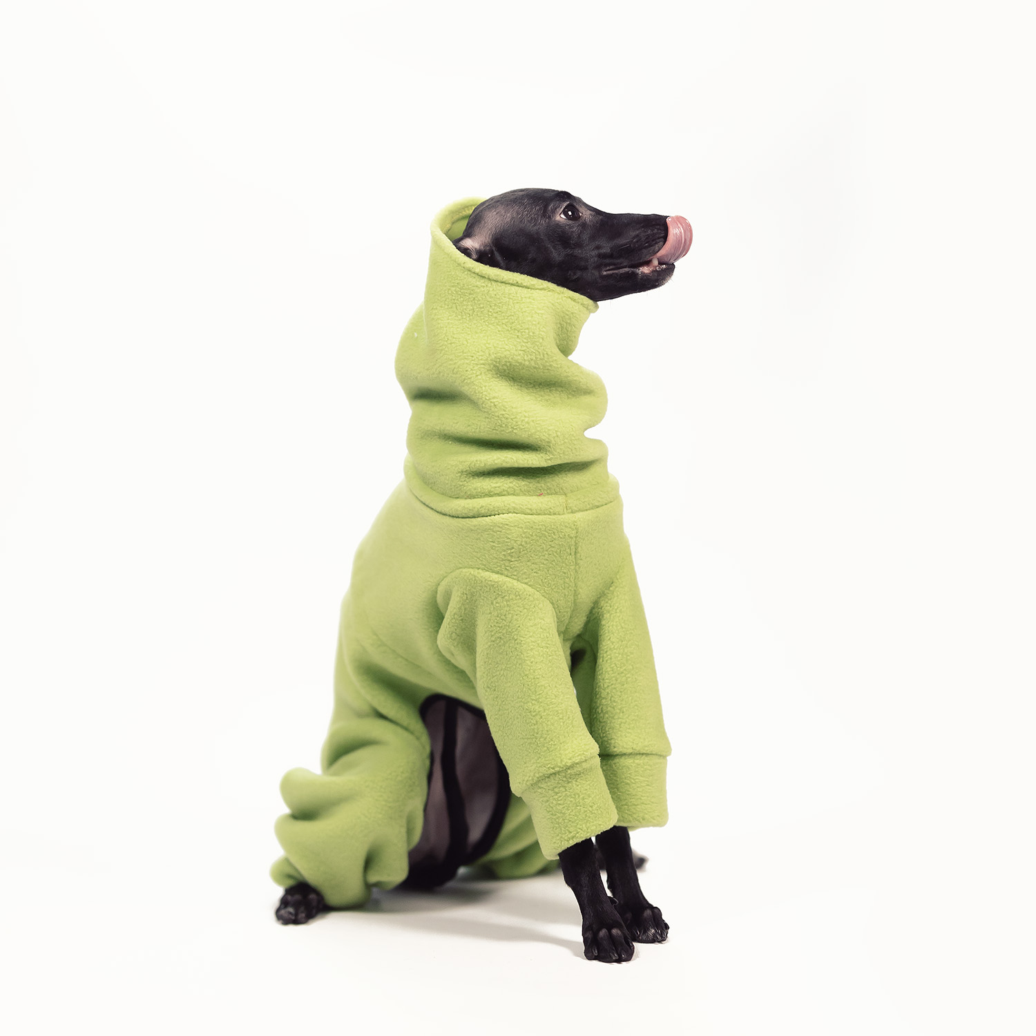 Jumpsuit for italian greyhound TRAFFIC LIGHT - Wear.Chartbeat image 2