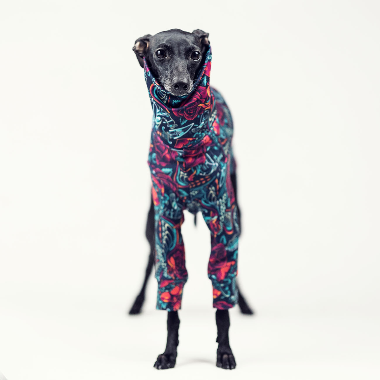 Italian greyhound clothing OLD SHOOL TATTOO - Wear.Chartbeat image 4