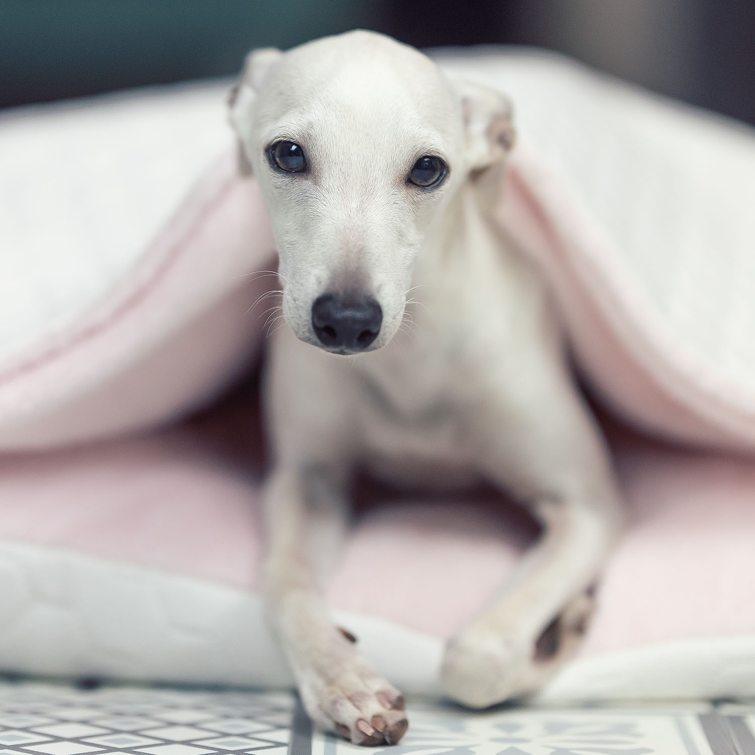 Iitalian greyhound bed Cream Pink soft - Sangue Azzurro image 4