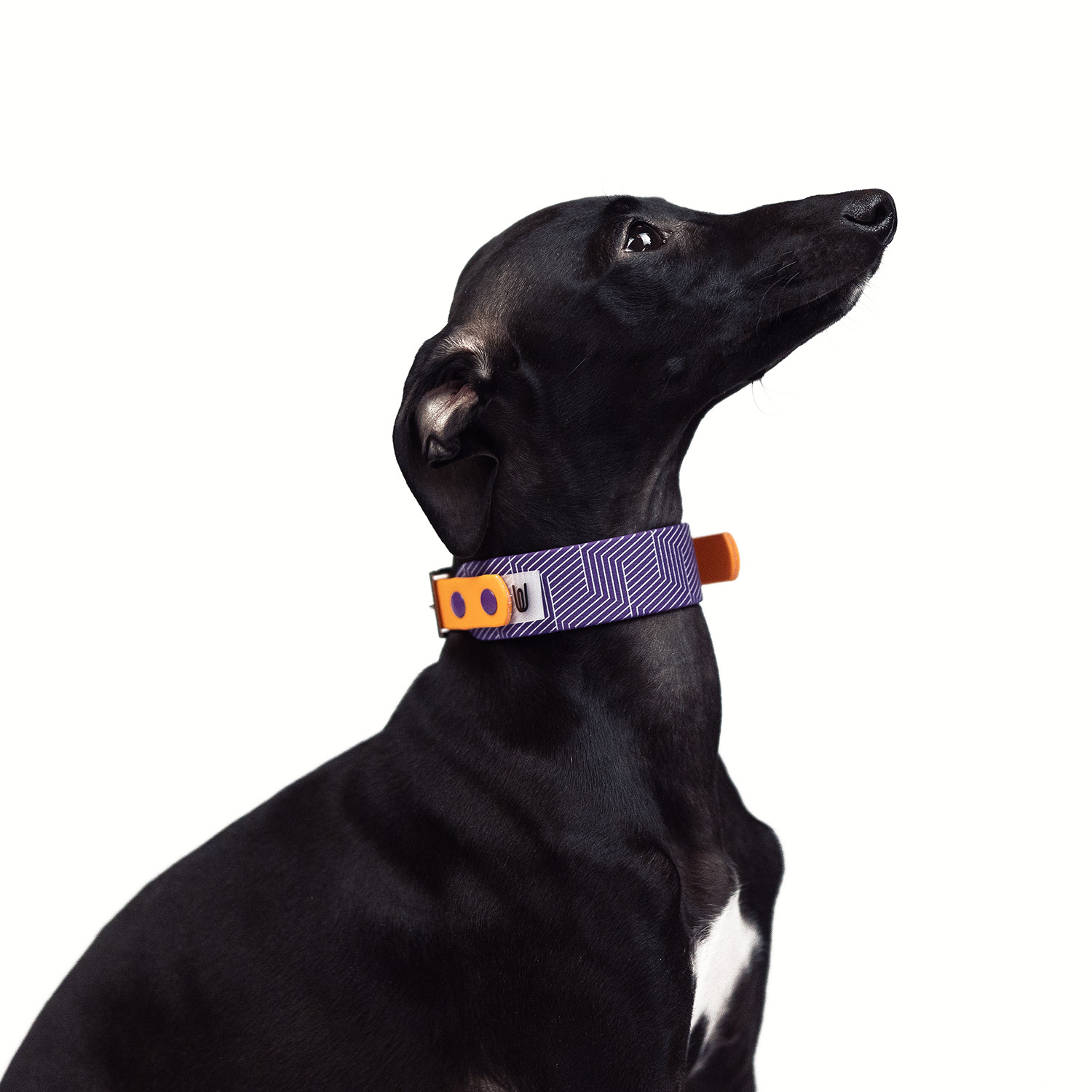 Italian greyhound collar EYESH Violet Orange - EYESH -for dog walks- image 2