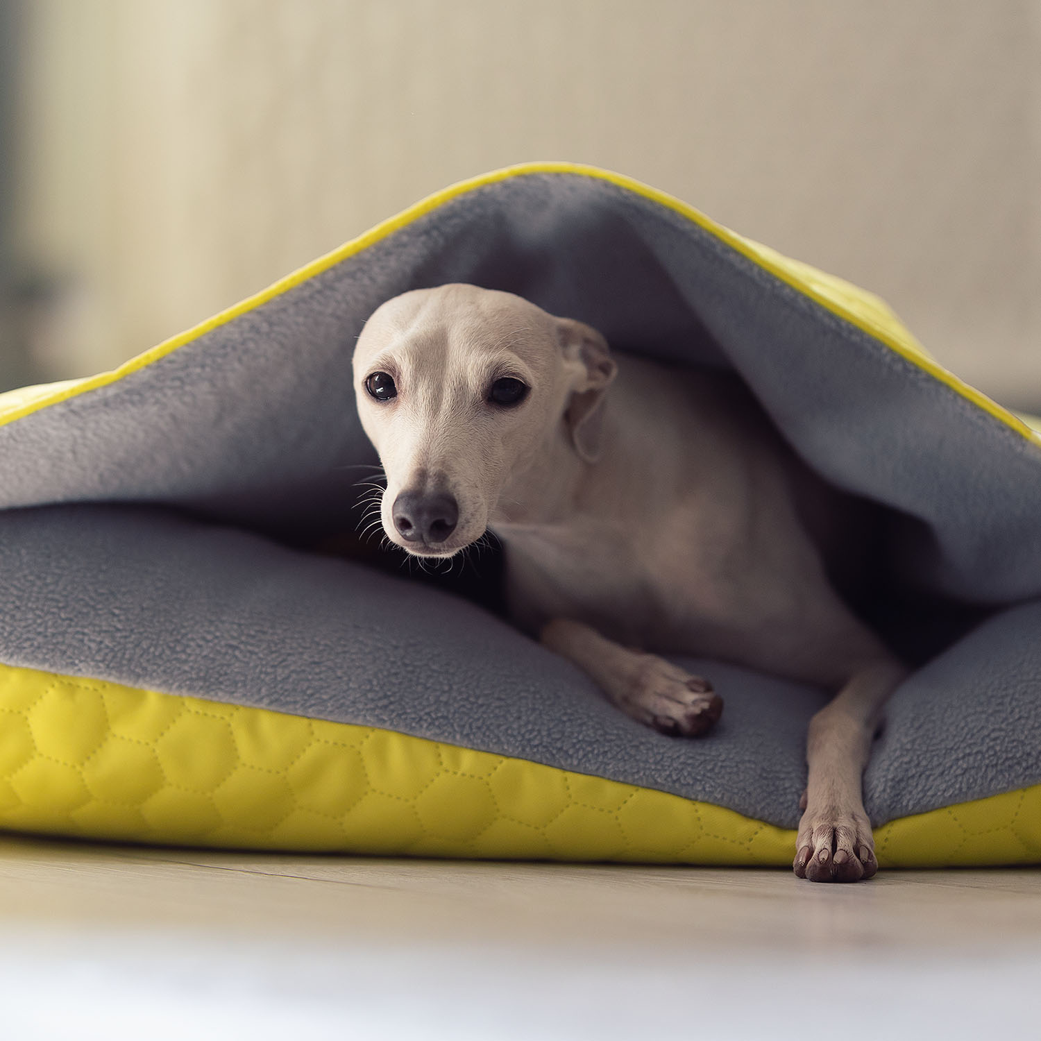 Iitalian greyhound bed Neon Yellow waterproof - Sangue Azzurro image 2