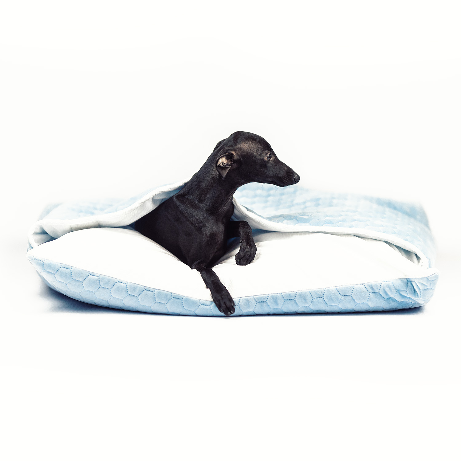 Iitalian greyhound bed Blue White soft - Sangue Azzurro image 1