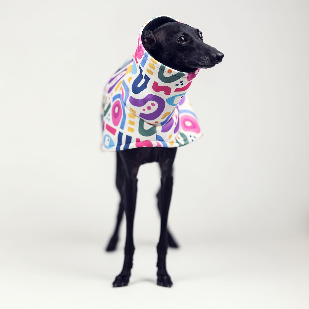 Italian greyhound YOUNG PICASSO Softshell® jacket - Wear.Chartbeat image 3
